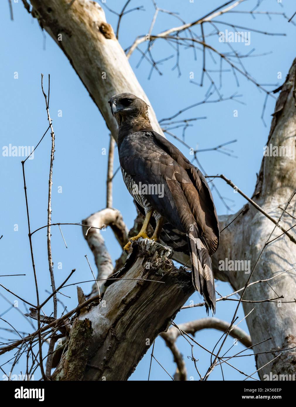 Un aigle à crête sauvage (Morphnus guianensis) perché sur un arbre Amazonas, Brésil. Banque D'Images