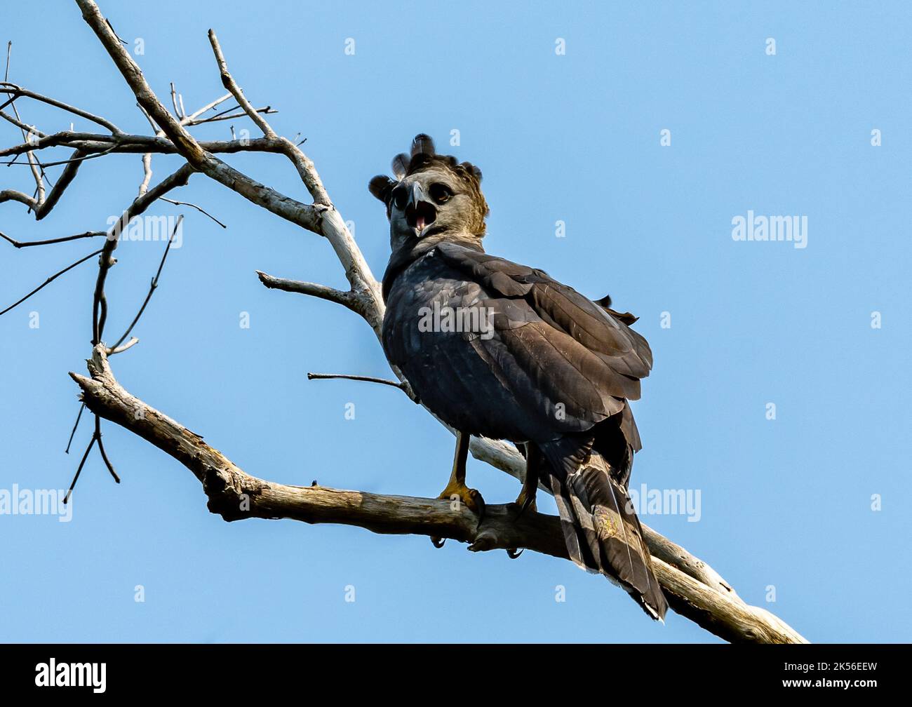 Un aigle à crête sauvage (Morphnus guianensis) crie sur une branche. Amazonas, Brésil. Banque D'Images