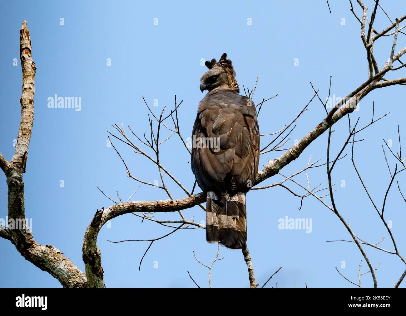 Un aigle à crête sauvage (Morphnus guianensis) perché sur une branche. Amazonas, Brésil. Banque D'Images