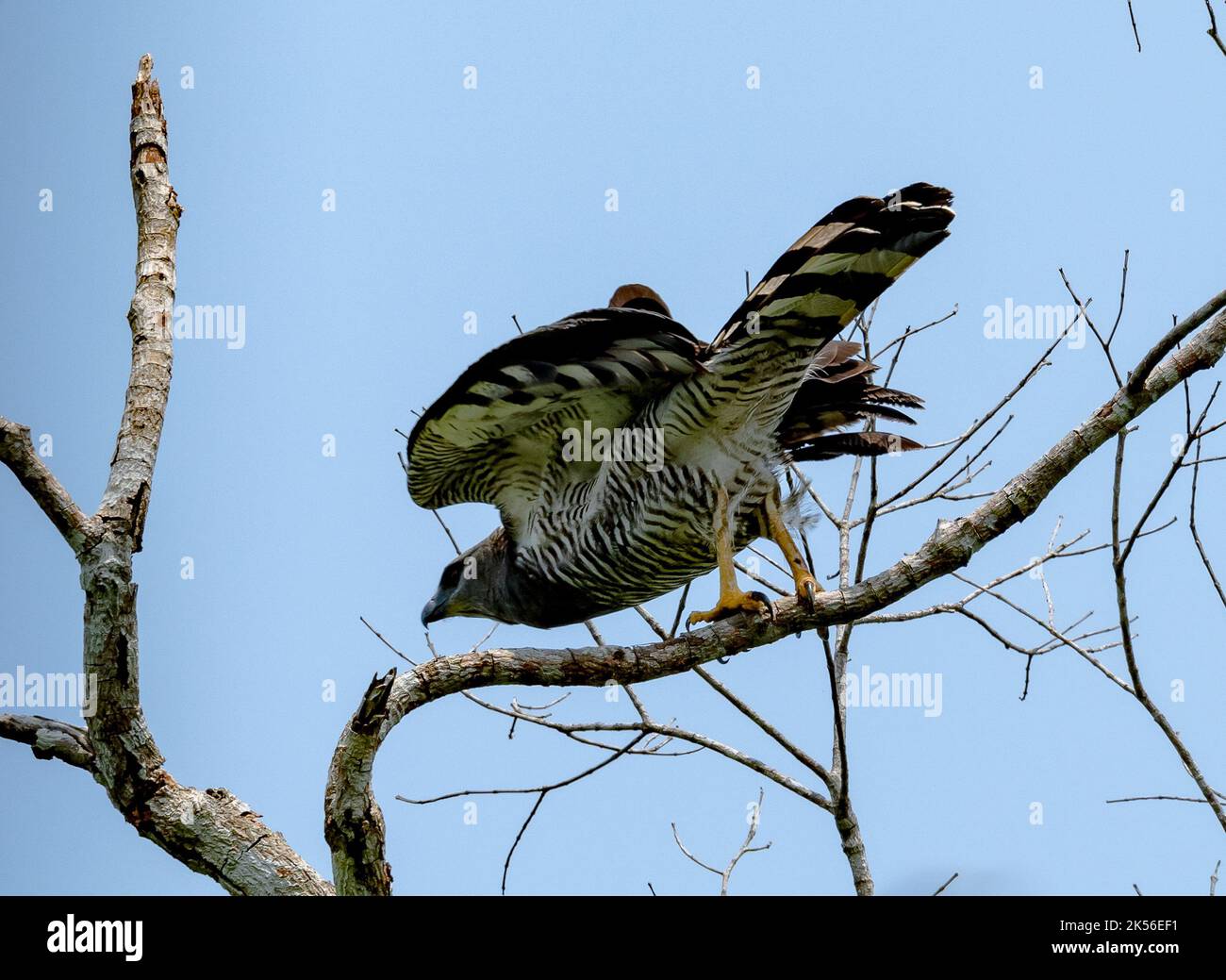 Un aigle à crête sauvage (Morphnus guianensis) prenant la mouche d'une branche. Amazonas, Brésil. Banque D'Images