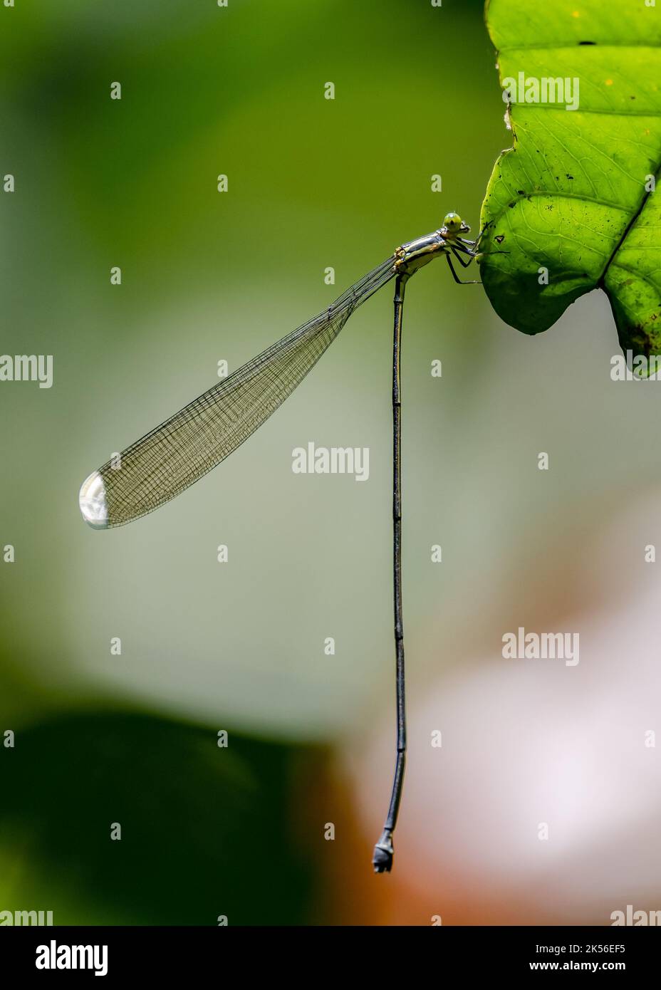 Un hélicoptère Damselfly (Microstigmate rotundatum) perché sur une feuille. Amazonas, Brésil. Banque D'Images