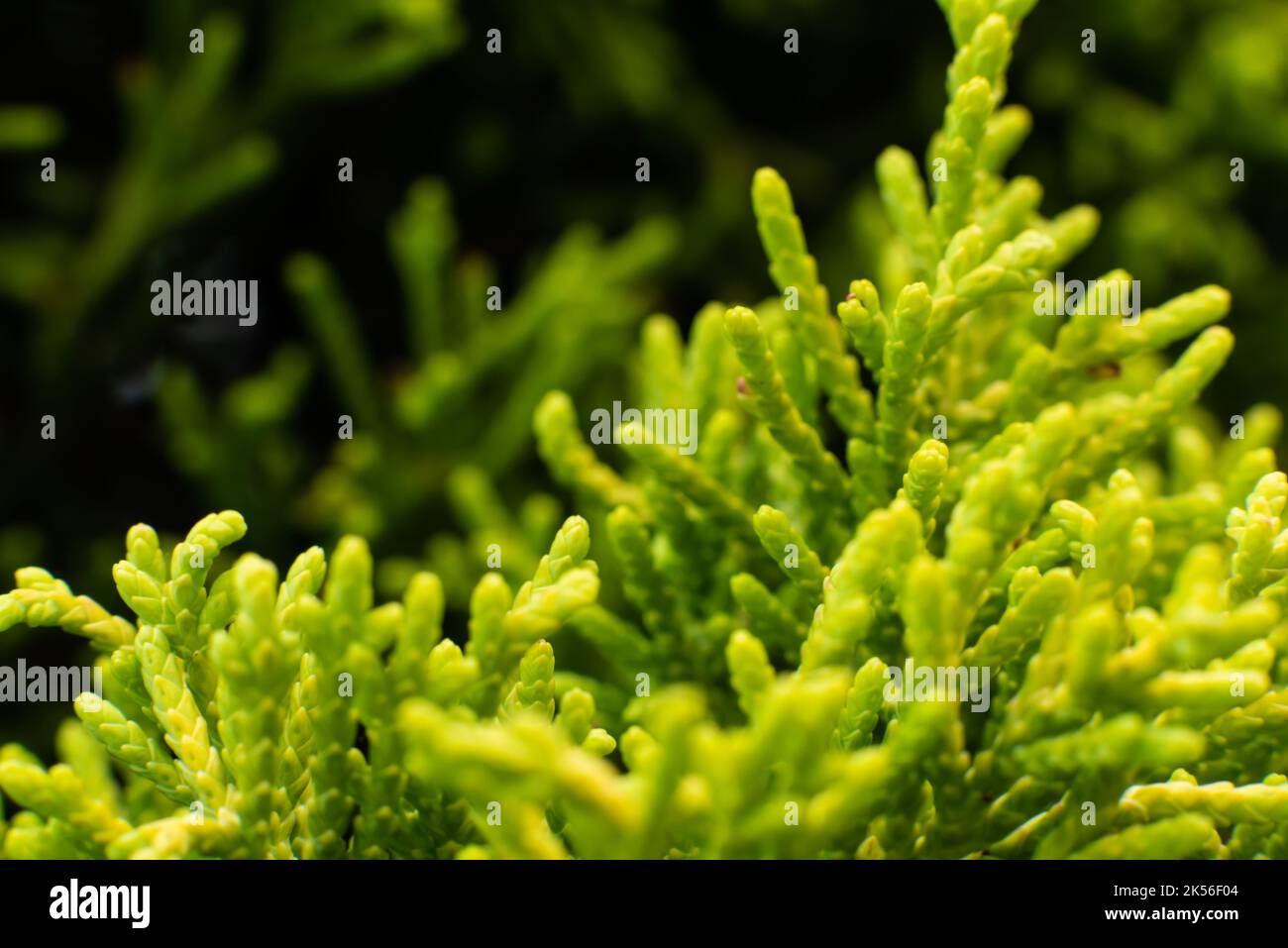 Gros plan dans les tons verts et sombres d'un connier au printemps, en Belgique Banque D'Images
