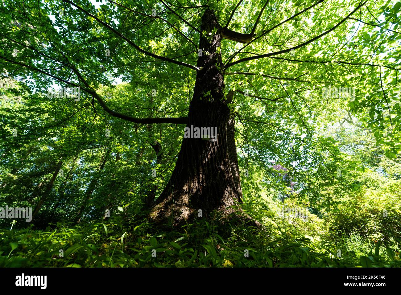 Vue à angle bas d'un grand arbre platanus, Belgique Banque D'Images