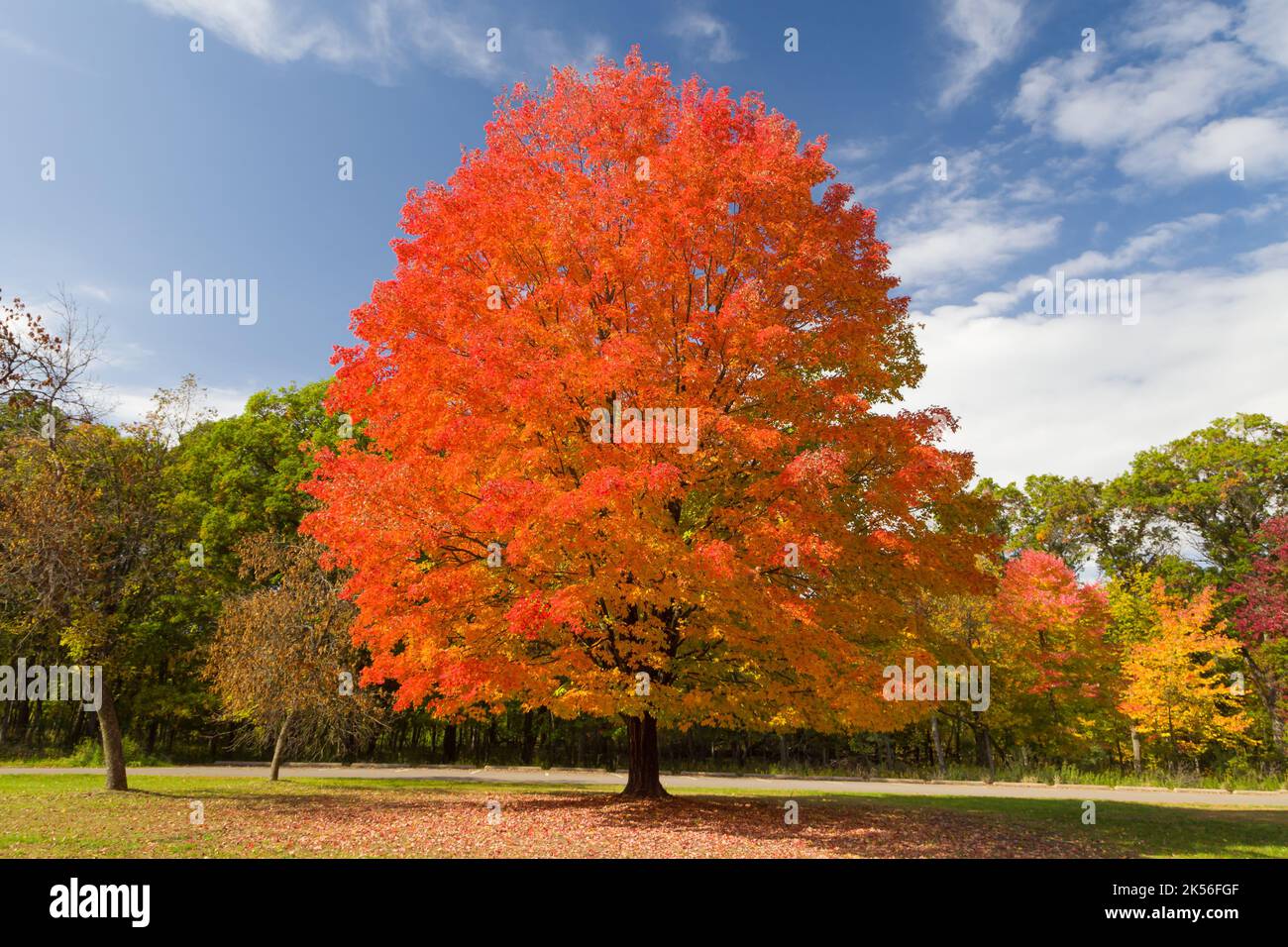 Sugar Maple en automne au parc national de Willow River, Wisconsin Banque D'Images