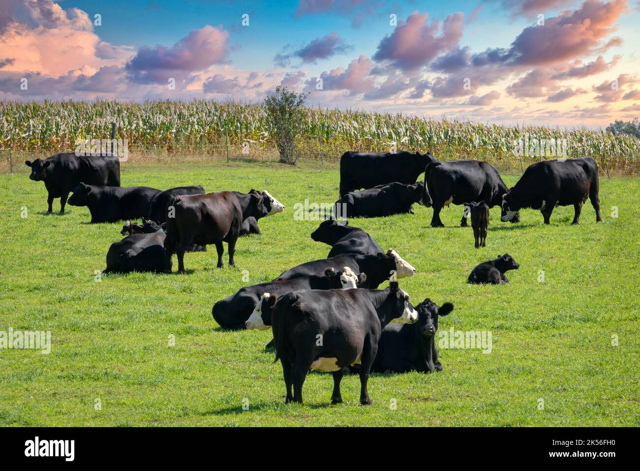 Troupeau de bovins Baldy noirs broutant dans un pâturage du Wisconsin avec ciel spectaculaire. Banque D'Images