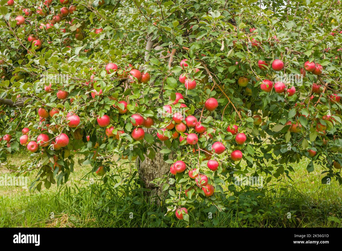 Pommeraie d'automne dans le Minnesota rural Banque D'Images