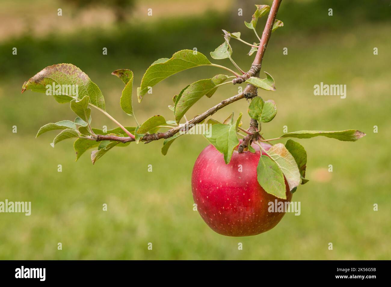 Pomme rouge unique accrochée à la vigne avec des feuilles vertes. Banque D'Images