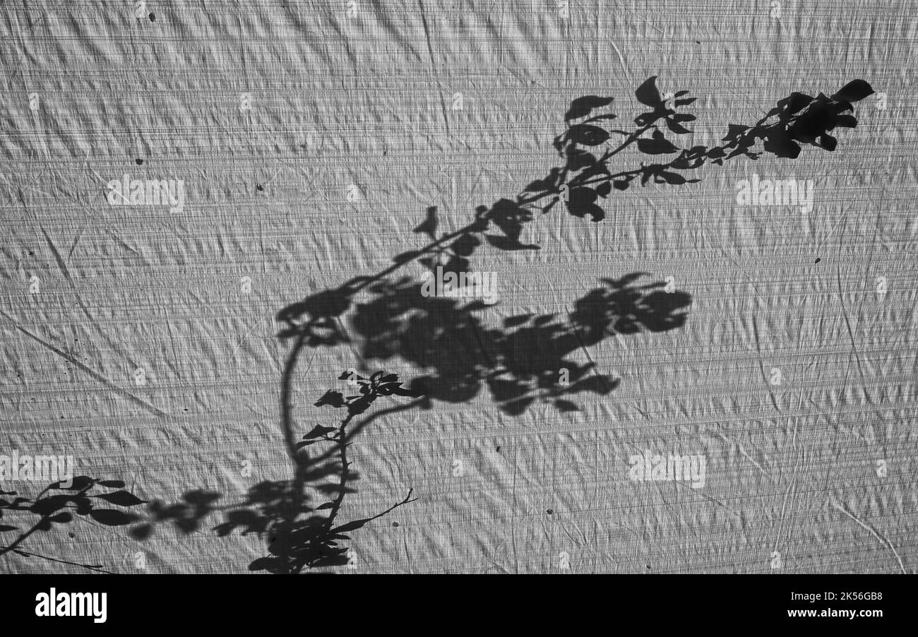 ombre d'une plante Banque D'Images