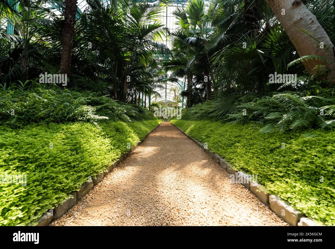 Laeken, Bruxelles région de la capitale - Belgique - 06 06 2021 aménagement intérieur et culture de plantes dans les serres royales Banque D'Images