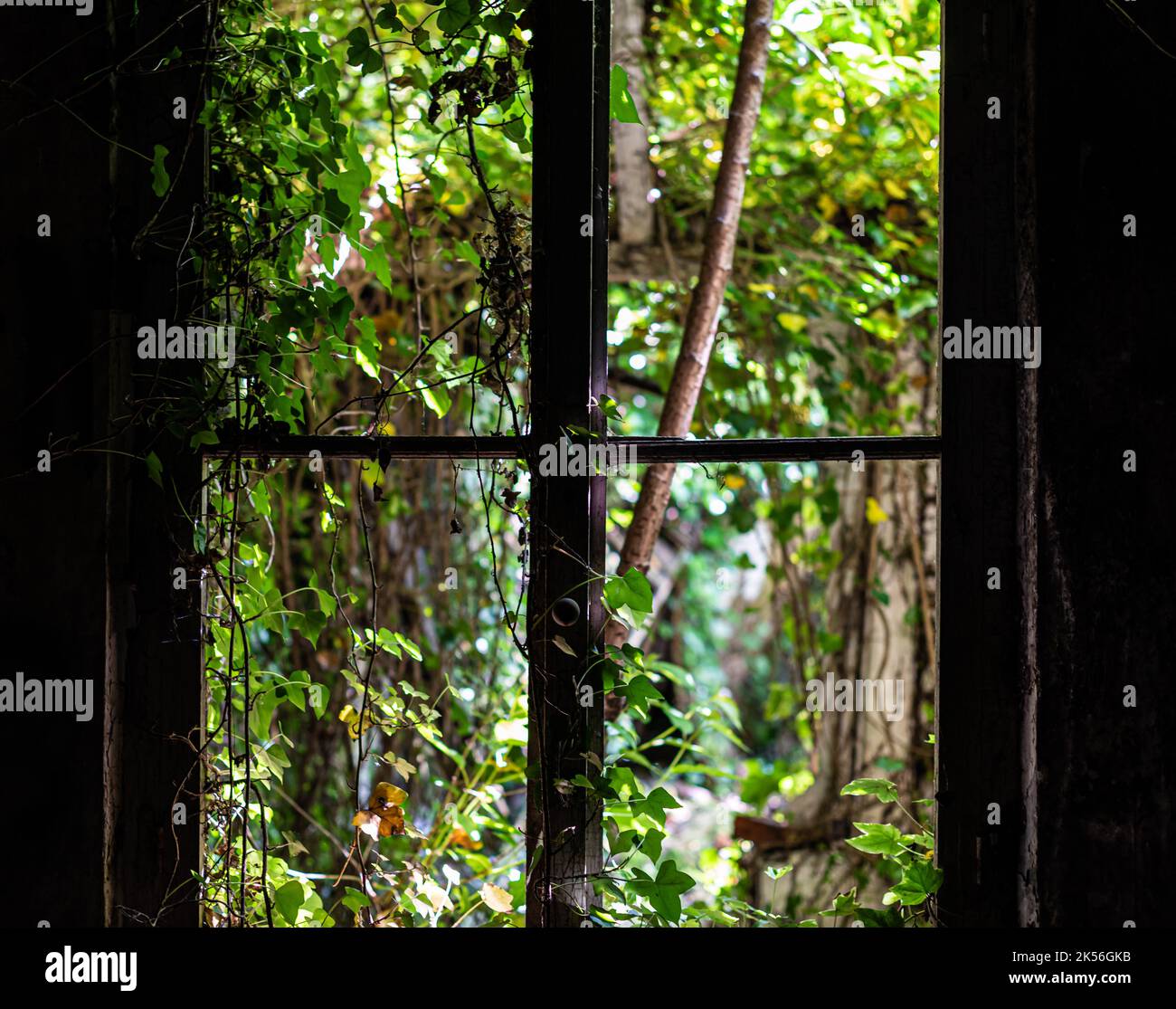 Doel, est - Flandre - Belgique - 06 01 2021 regarder à travers une fenêtre cassée vers un jardin abandonné Banque D'Images