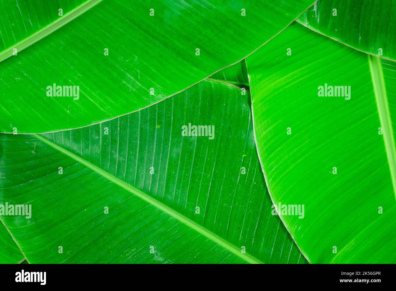 grande texture de feuille de banane tropicale feuille de palmier nature fond vert foncé Banque D'Images