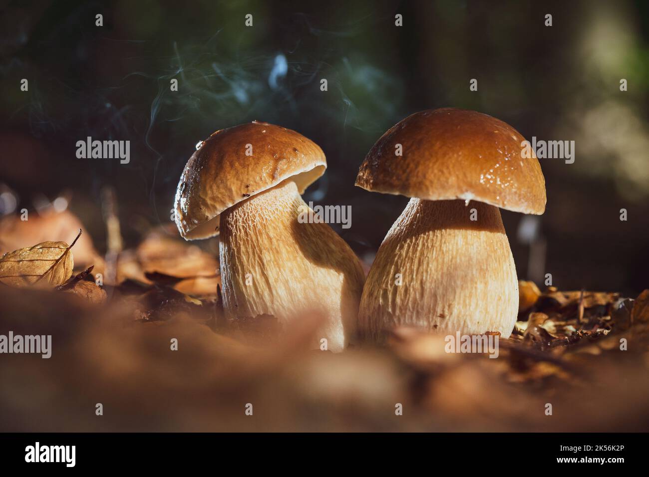 Les champignons porcini sont l'un des champignons protégés et un diffuseur d'arômes culinaires Banque D'Images