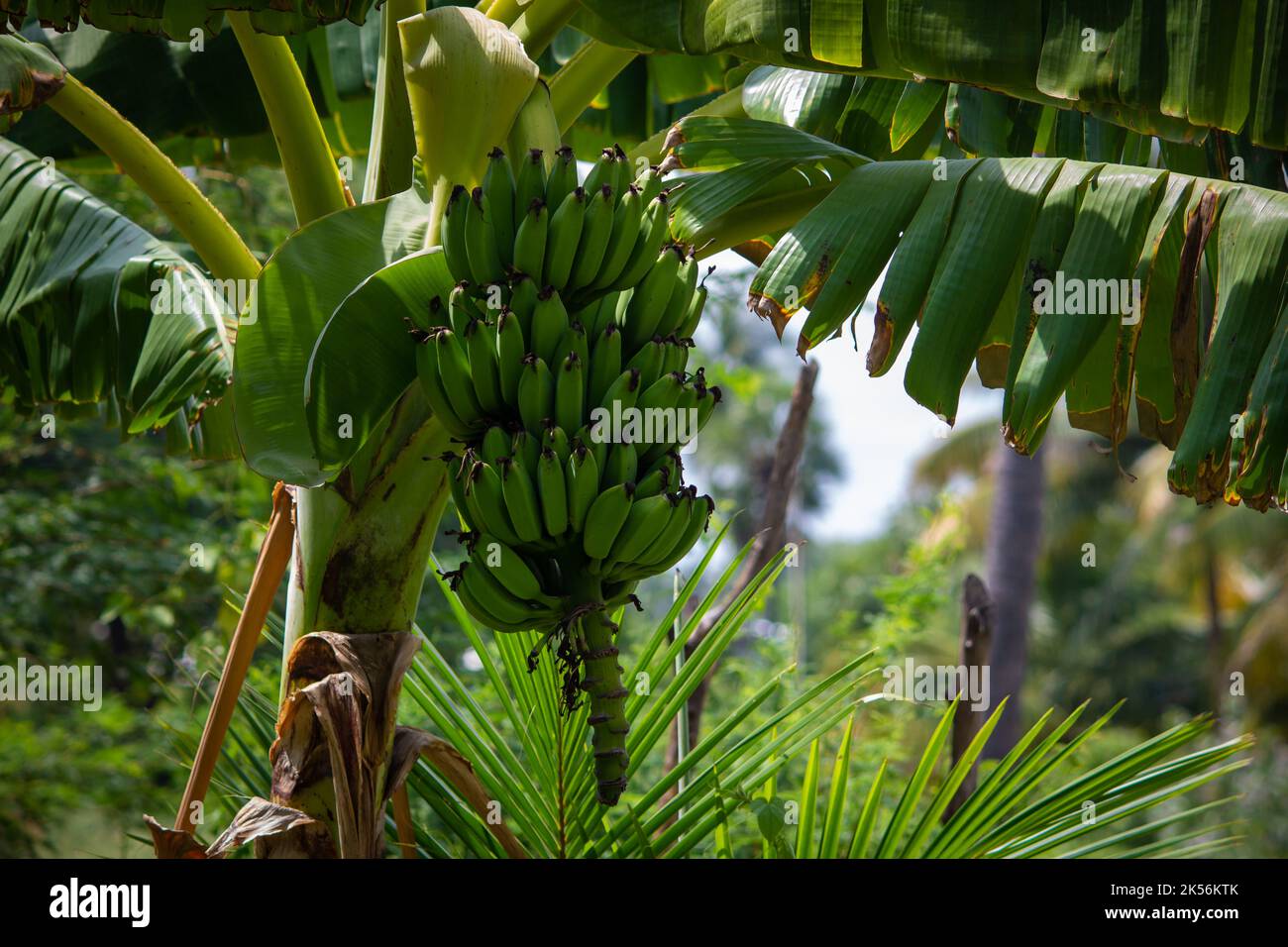 Vue de la croissance des fruits de banane en grappes le long d'une seule tige. Banque D'Images