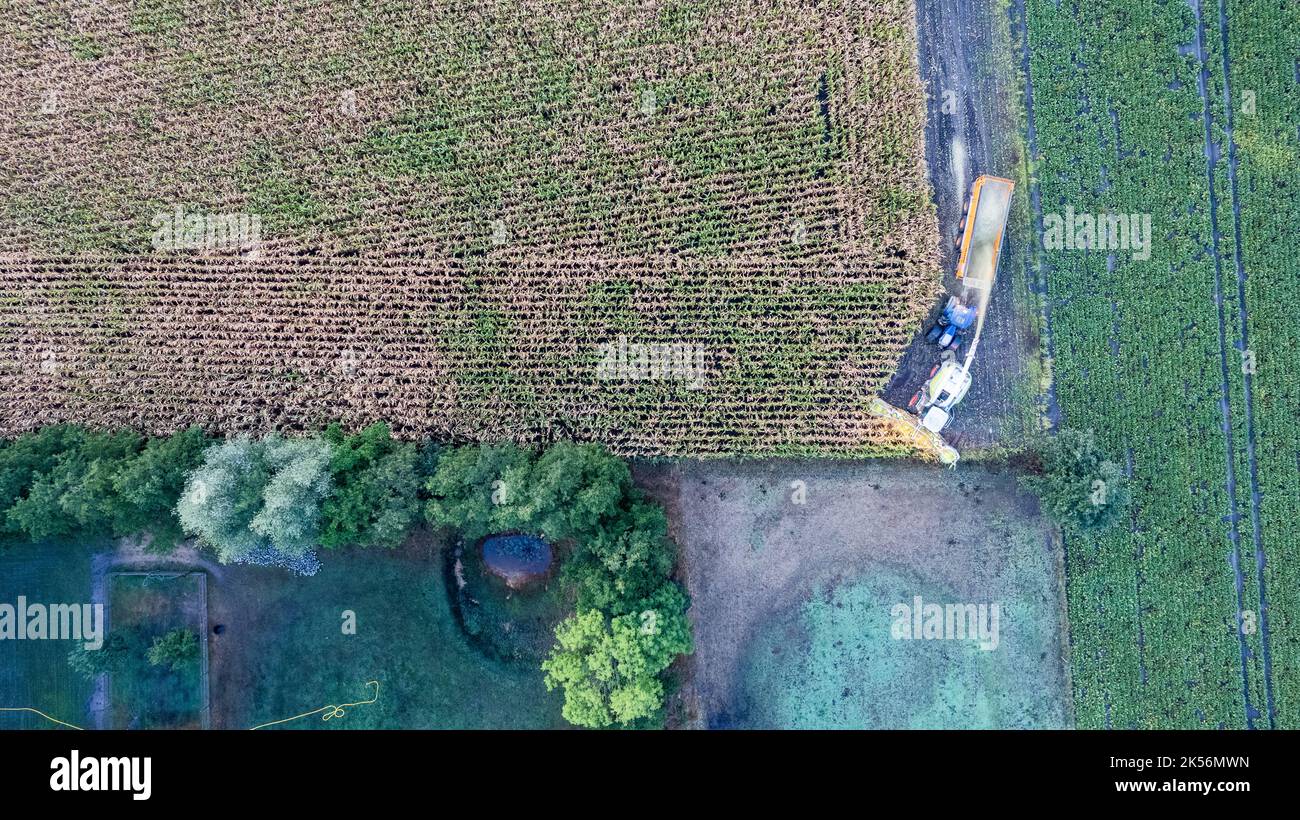 Vol avec vue aérienne sur les moissonneuses-batteuses qui récolte du maïs sec dans le champ le jour de l'automne, le soir ou le matin. Vue en plan des machines récolteuses travaillant dans le champ de maïs. Récolte, travaux agricoles et agricoles, Agriculture. Photo de haute qualité Banque D'Images