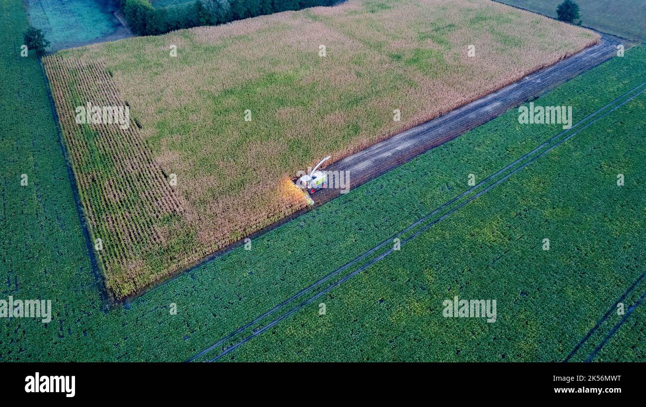 Vol avec vue aérienne sur les moissonneuses-batteuses qui récolte du maïs sec dans le champ le jour de l'automne, le soir ou le matin. Vue en plan des machines récolteuses travaillant dans le champ de maïs. Récolte, travaux agricoles et agricoles, Agriculture. Photo de haute qualité Banque D'Images