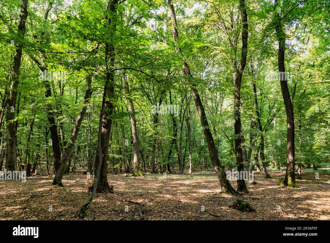 Image de la forêt de Hoia Baciu, l'une des forêts les plus hantées du monde à Cluj-Napoca, Transylvanie, Roumanie Banque D'Images