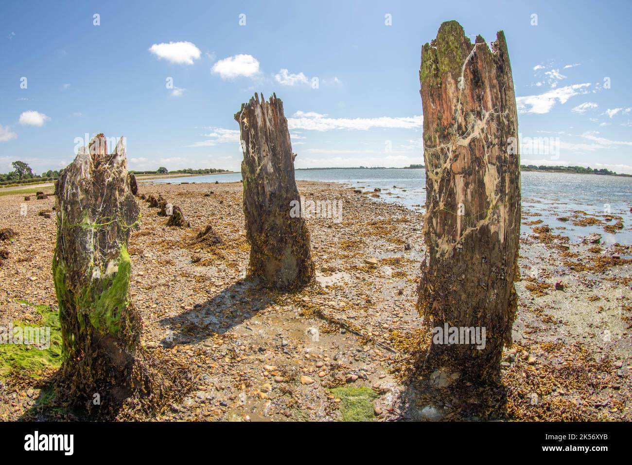 Vieux poteaux en bois près des lits d'huîtres sur la rive à Langstone Harbour Hampshire Angleterre pris avec une lentille fisheye Banque D'Images