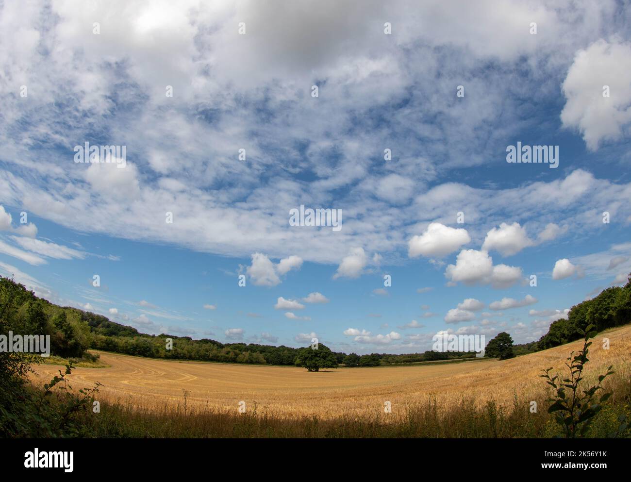 magnifique ciel bleu avec des nuages plus sombres sur un champ de cultures prises avec un objectif fisheye Banque D'Images