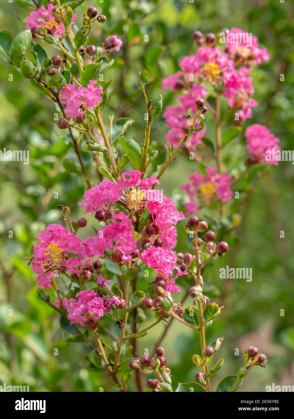Gros plan sur la lagerstroemia rose indica ou le crap myrte fleurs dans le jardin sur fond naturel Banque D'Images