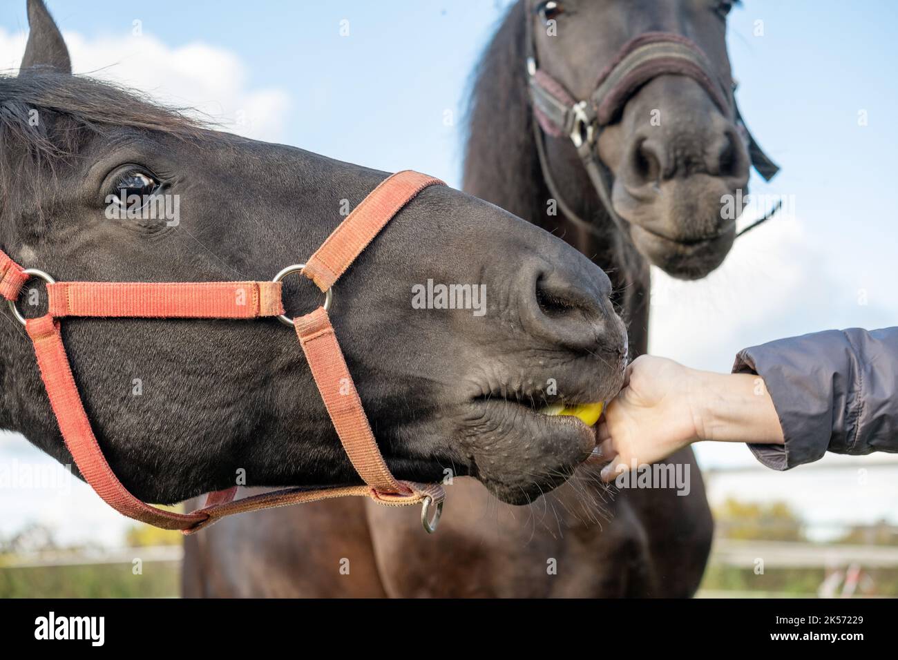 Le cheval prend une pomme de la main d'une fille méconnaissable. Banque D'Images