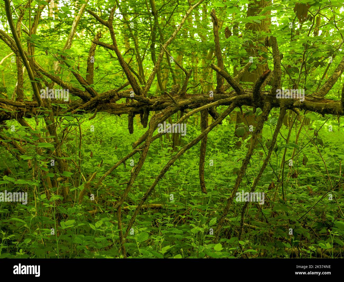 Paysages boisés intimes démonstration des motifs et des textures dans la nature, le chaos naturel Banque D'Images