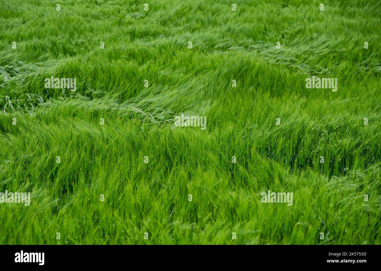 France, haute-Loire (43), Landos, champ de blé encore vert tourmenté par des rafales de vent Banque D'Images