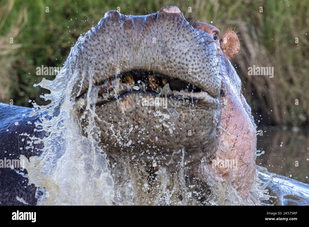 Kenya, réserve de jeux Masai-Mara, Hippopotamus (Hippopotamus amphibius), mâle agressif Banque D'Images