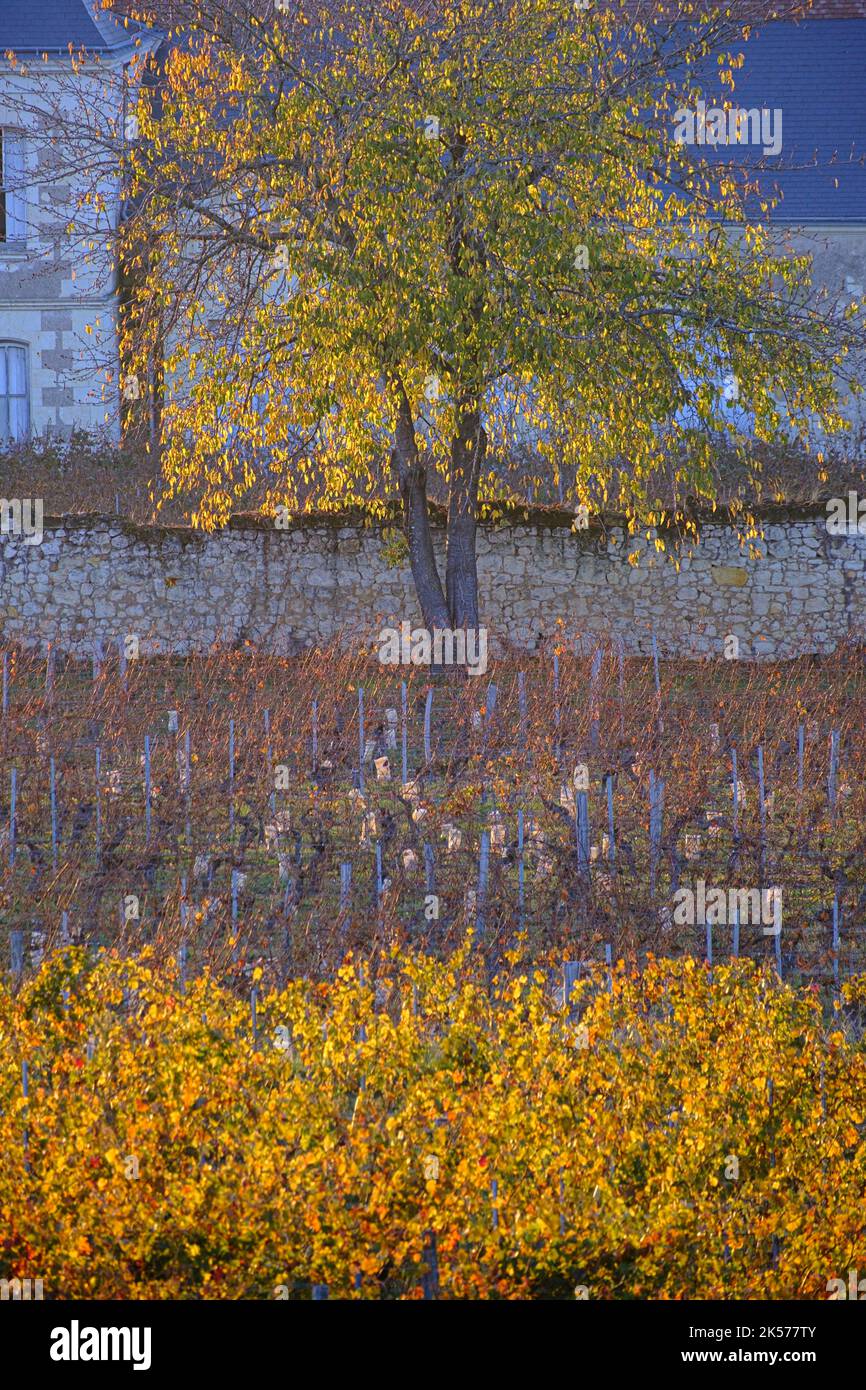 France, vallée de la Loire, Ingrandes de Touraine, Indre et Loire, vignoble Banque D'Images