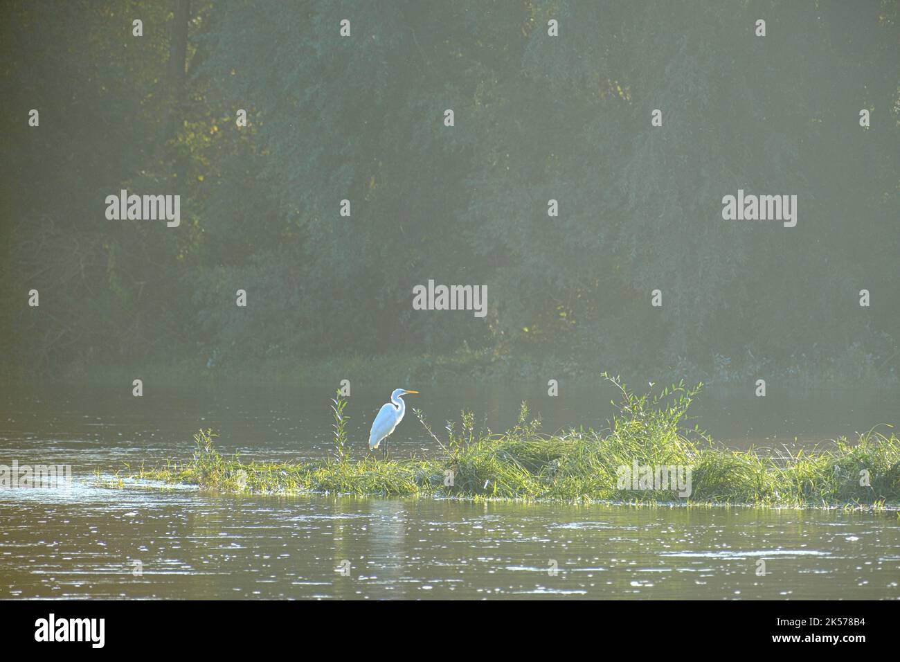 France, Indre et Loire, Vallée de la Loire classée au patrimoine mondial de l'UNESCO, les rives de la Loire Banque D'Images