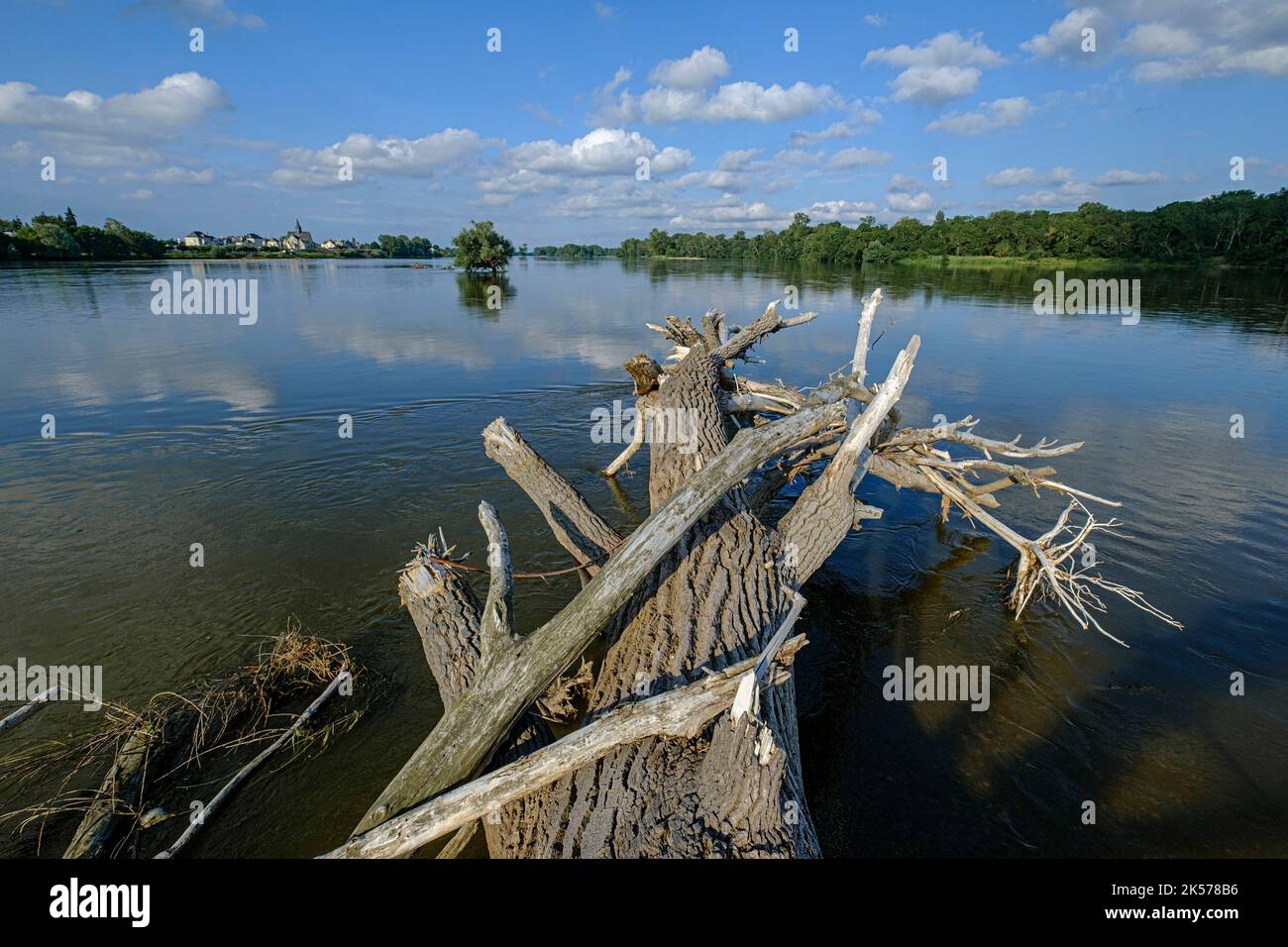 France, Indre et Loire, Vallée de la Loire classée au patrimoine mondial de l'UNESCO, les rives de la Loire, arbre transporté par inondations Banque D'Images