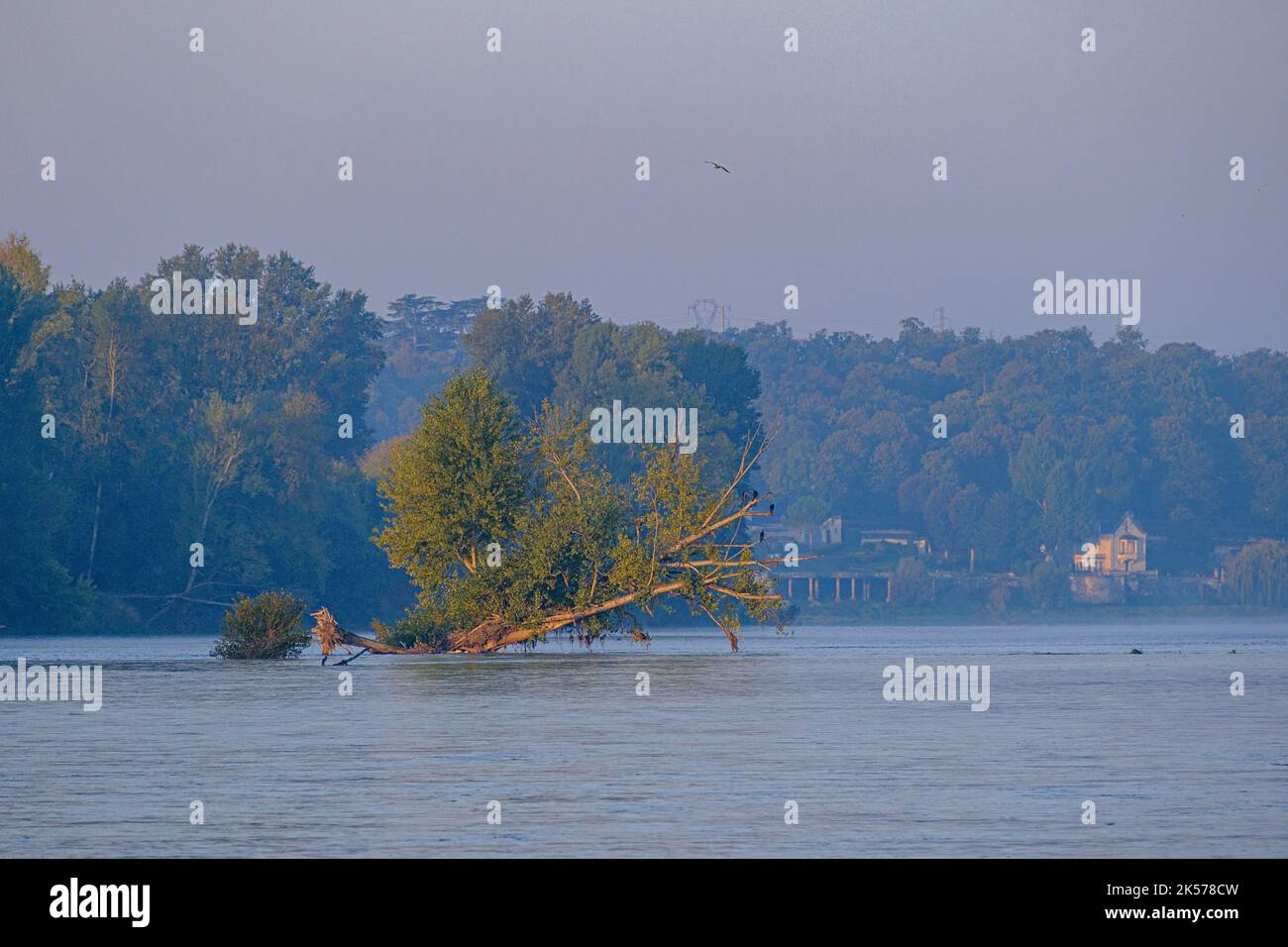 France, Indre et Loire, Vallée de la Loire classée au patrimoine mondial de l'UNESCO, les rives de la Loire Banque D'Images