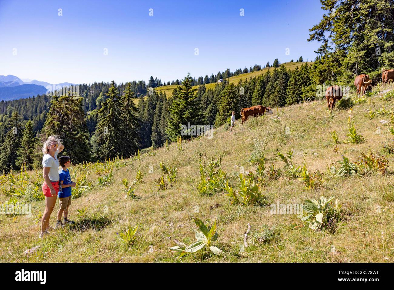 France, haute-Savoie (74), massif des Bauges, Alpage de la Combe des Villards, visite guidée en famille de la ferme des connaisseurs, production de fromage AOP Banque D'Images