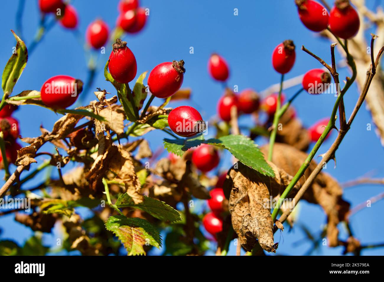 Hanches roses de la rose de chien (Rosa canina). Banque D'Images