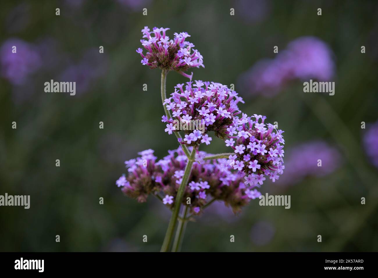 Verbena bonariensis Banque D'Images