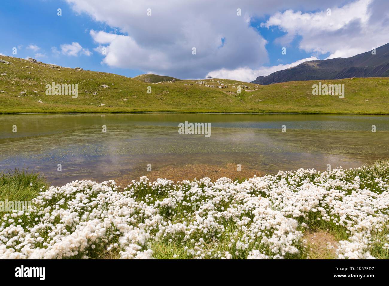 France, Hautes Alpes, Orcières, lac de Profond, coton de Scheuchzer (Eriophorum scheuchzeri) Banque D'Images