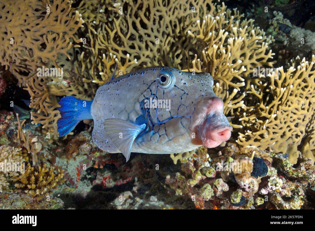 Égypte, Mer Rouge, un boxfish (Ostracion cubius) Banque D'Images