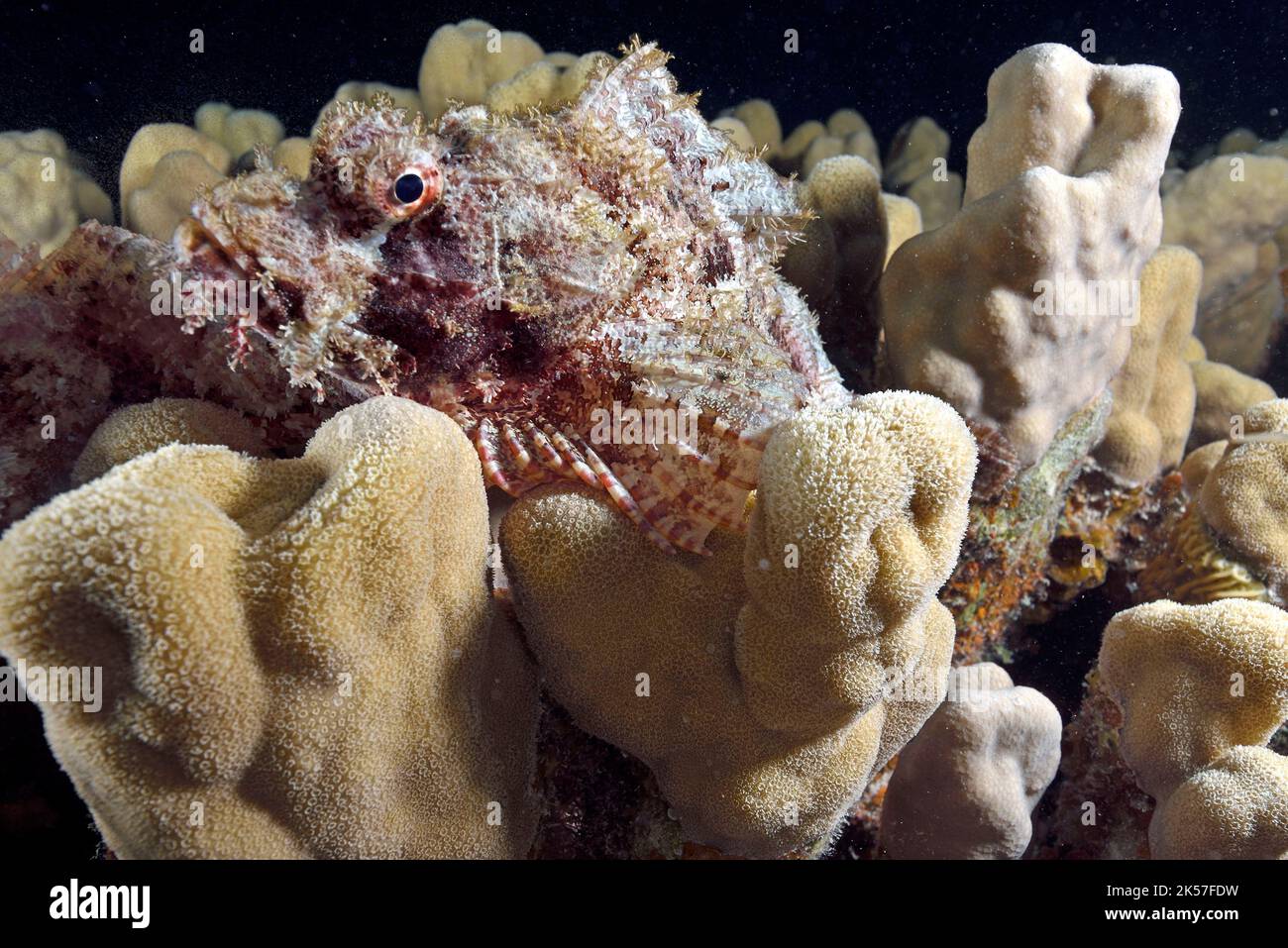 Égypte, Mer Rouge, un scorpionfish (Scorpaenopsis sp.) reposant sur un Porites sp. Coral Banque D'Images