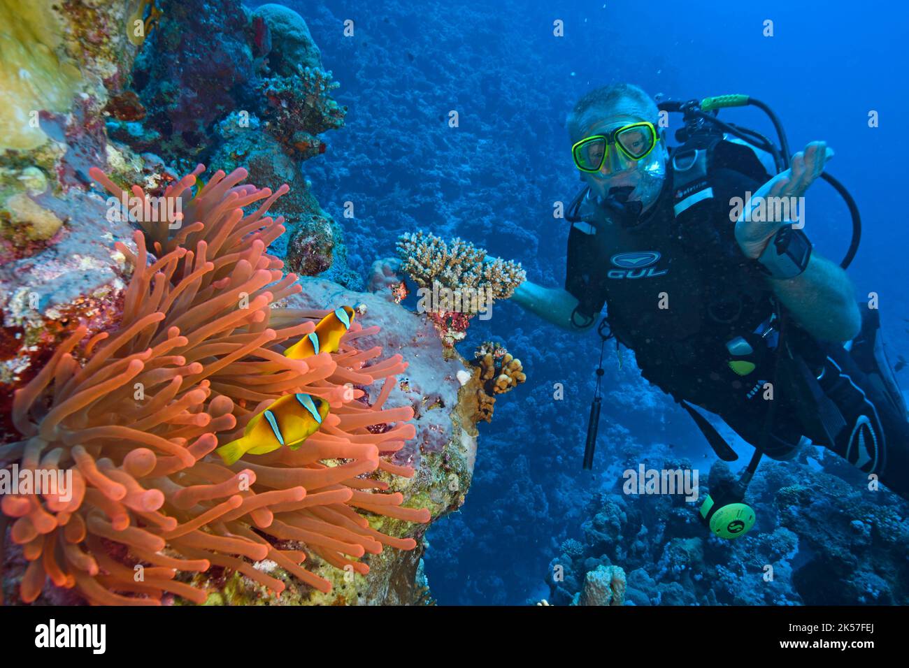 Égypte, Mer Rouge, un récif de corail avec des clownfishes (amphiprion bicinctus) et une anémone Banque D'Images