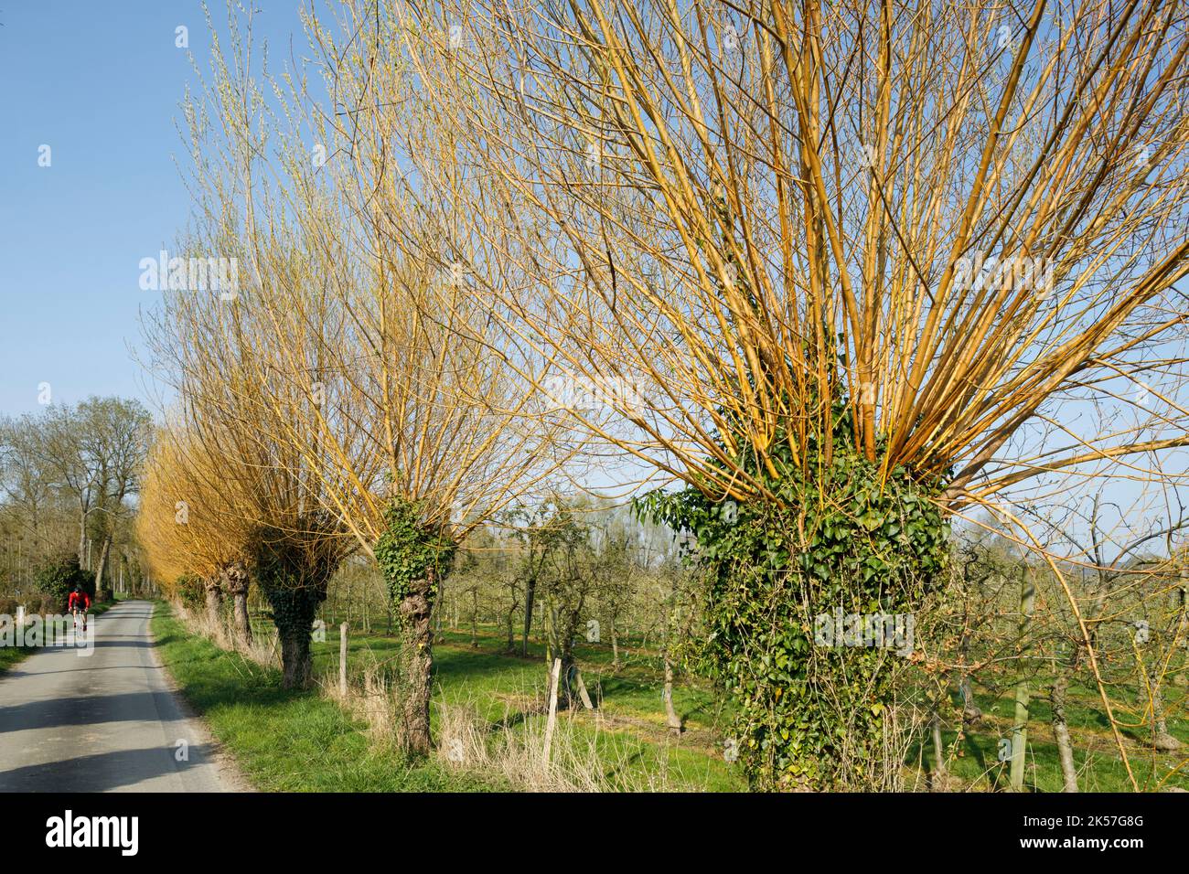 France, Seine-Maritime (76), Bardouville, entre Duclair et la Bouille, la route à vélo la Seine à Vélo est bordée d'arbres pollard et traverse des vergers sur les rives de la Seine Banque D'Images