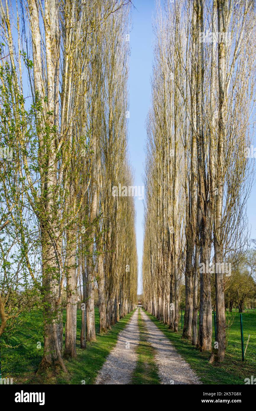 France, Seine-Maritime (76), Bardouville, entre Duclair et la Bouille, la route à vélo la Seine à Vélo traverse des vergers sur les rives de la Seine et traverse des chemins étroits bordés de peupliers géants Banque D'Images