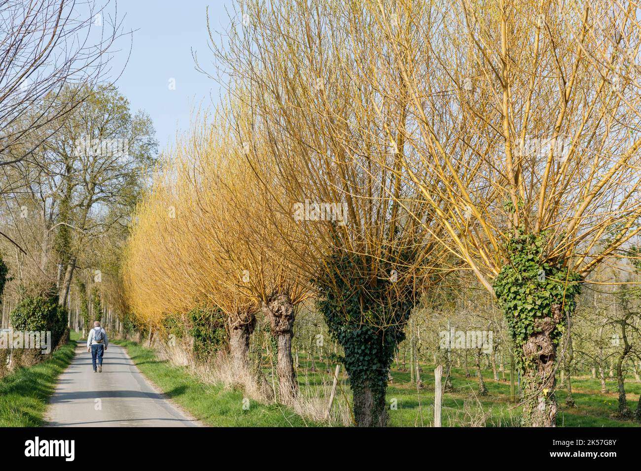 France, Seine-Maritime (76), Bardouville, entre Duclair et la Bouille, la route à vélo la Seine à Vélo est bordée d'arbres pollard et traverse des vergers sur les rives de la Seine Banque D'Images