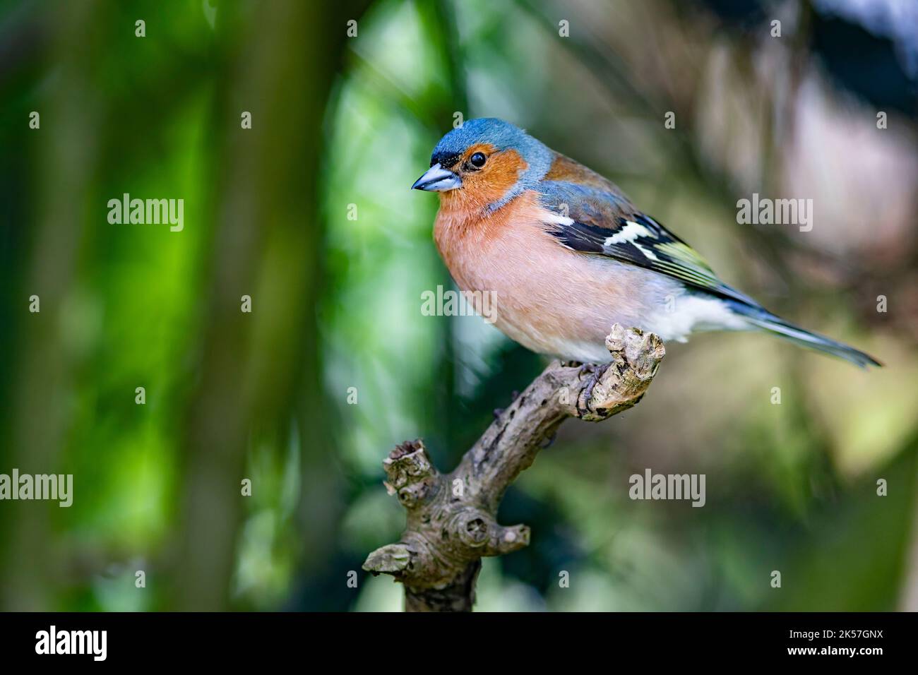 France, Eure, près de Pont-Audemer, oiseaux de jardin, passerériforme, Chaffin commun (Fringilla coelebs) Banque D'Images