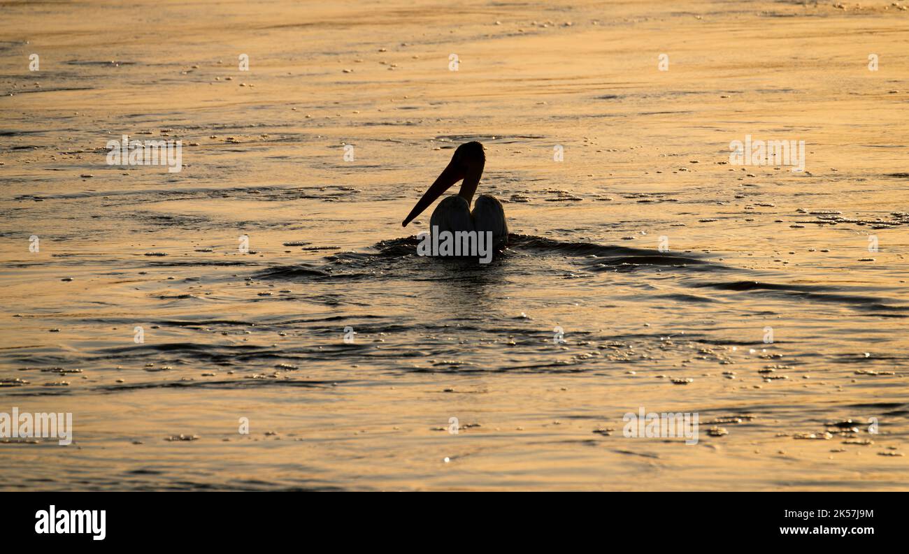 Un pélican blanc américain (Pelecanus erythrorhynchos) nage à la réserve naturelle nationale de Sand Lake dans le Dakota du Sud. Banque D'Images