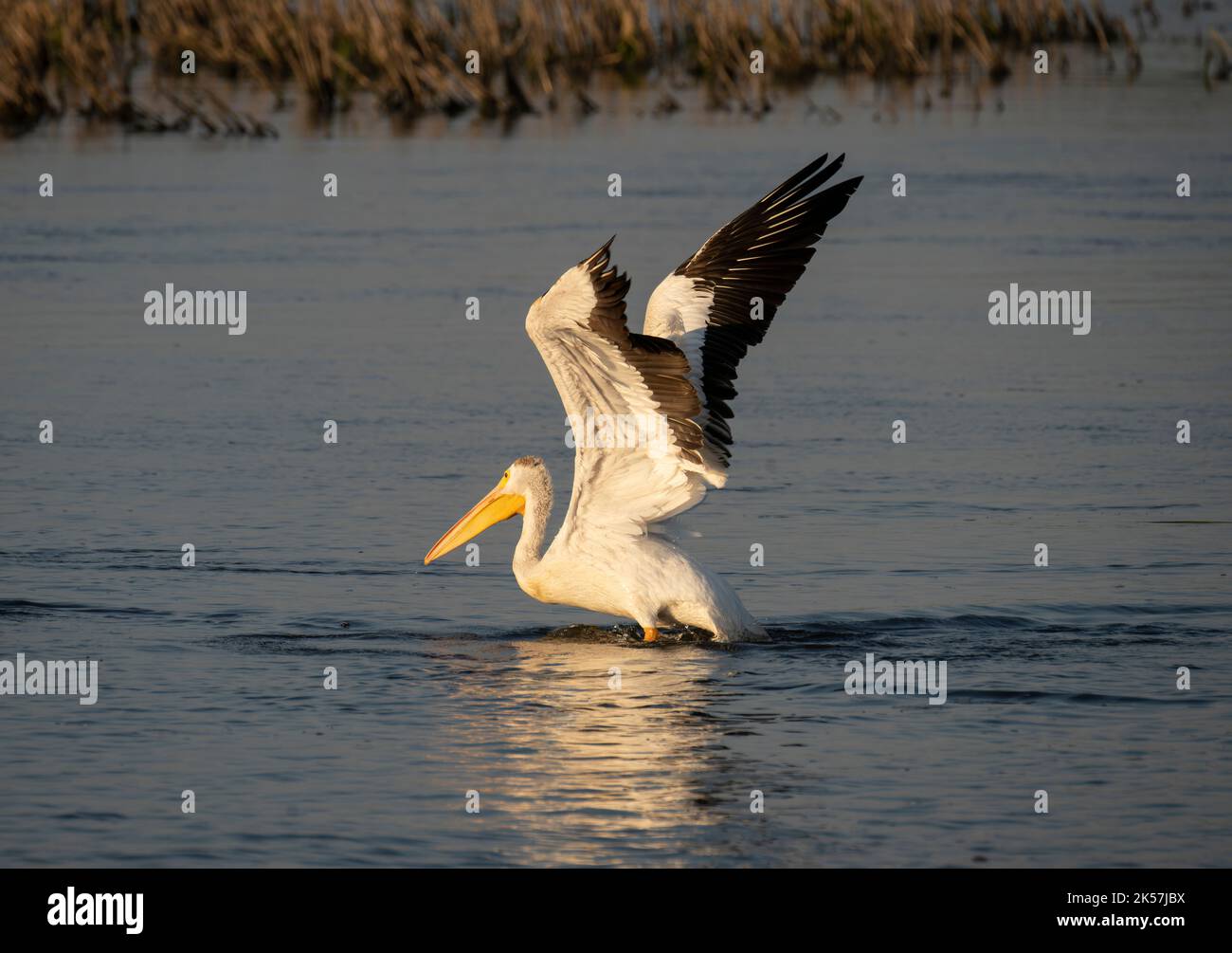 Un pélican blanc américain (Pelecanus erythrorhynchos) rabats ses ailes à la réserve naturelle nationale de Sand Lake dans le Dakota du Sud. Banque D'Images
