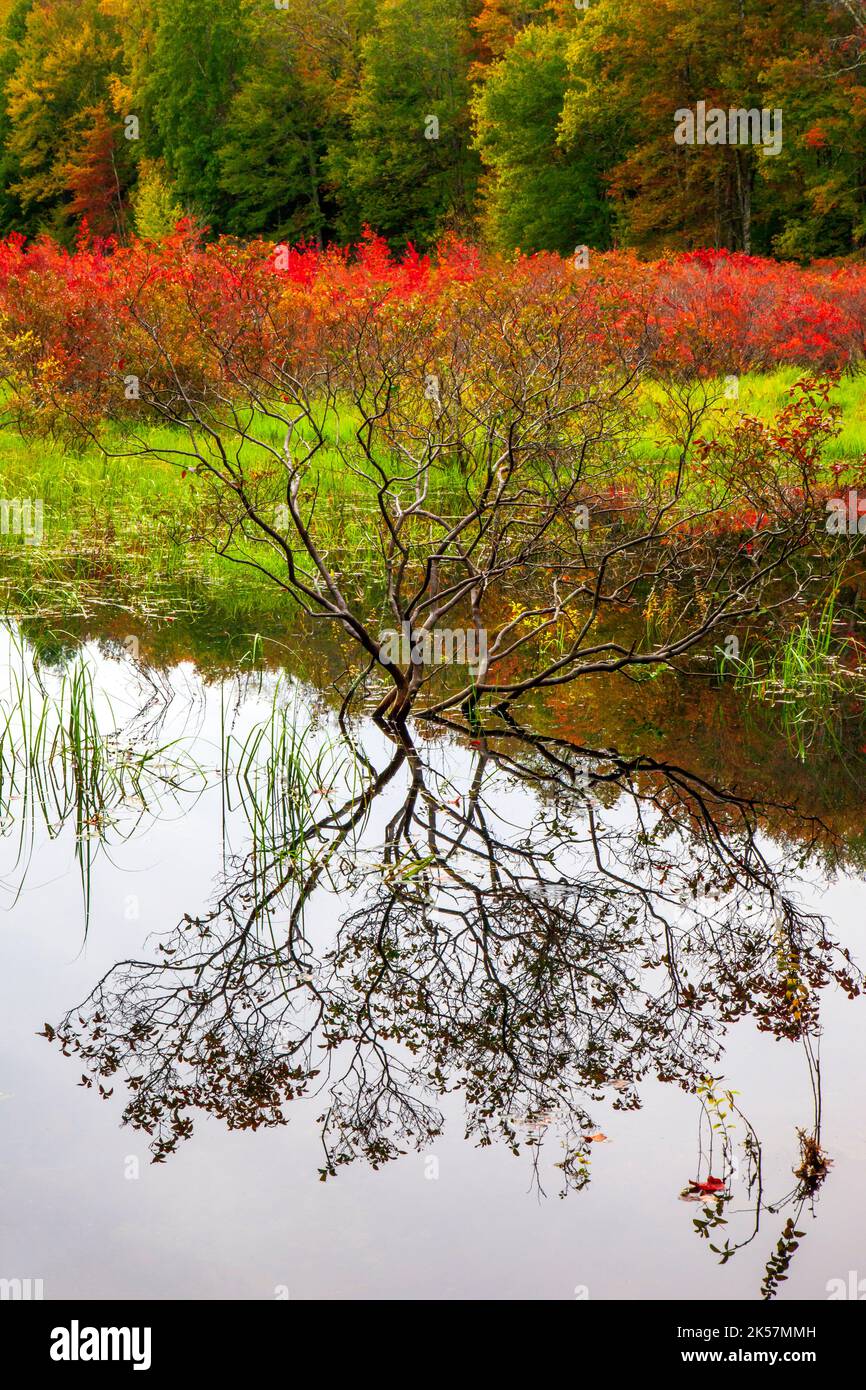 Snow Shanty Run, un étang de castors, dans la forêt de l'État du Delaware en Pennsylvanie, aux couleurs de l'automne. Banque D'Images