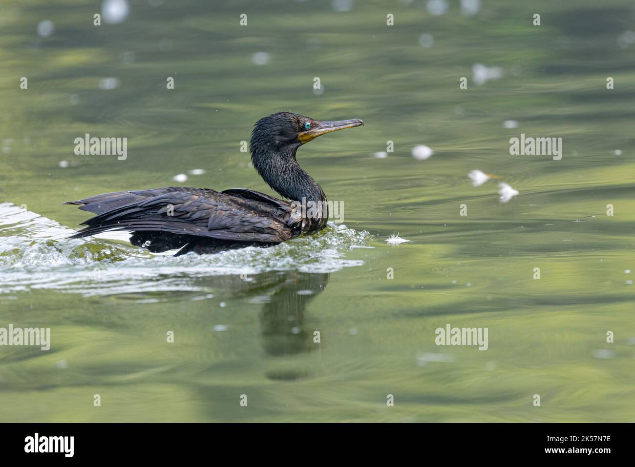 Un Cormorant indien nageant dans un lac pour la nourriture Banque D'Images