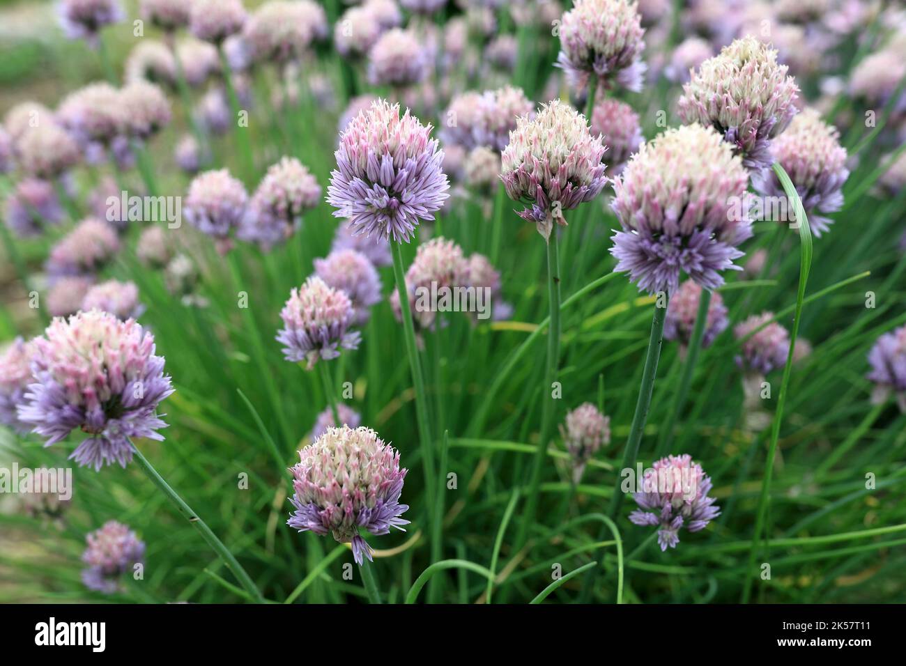 Vue sur les fleurs de la ciboulette dans le parc, Adygea Banque D'Images