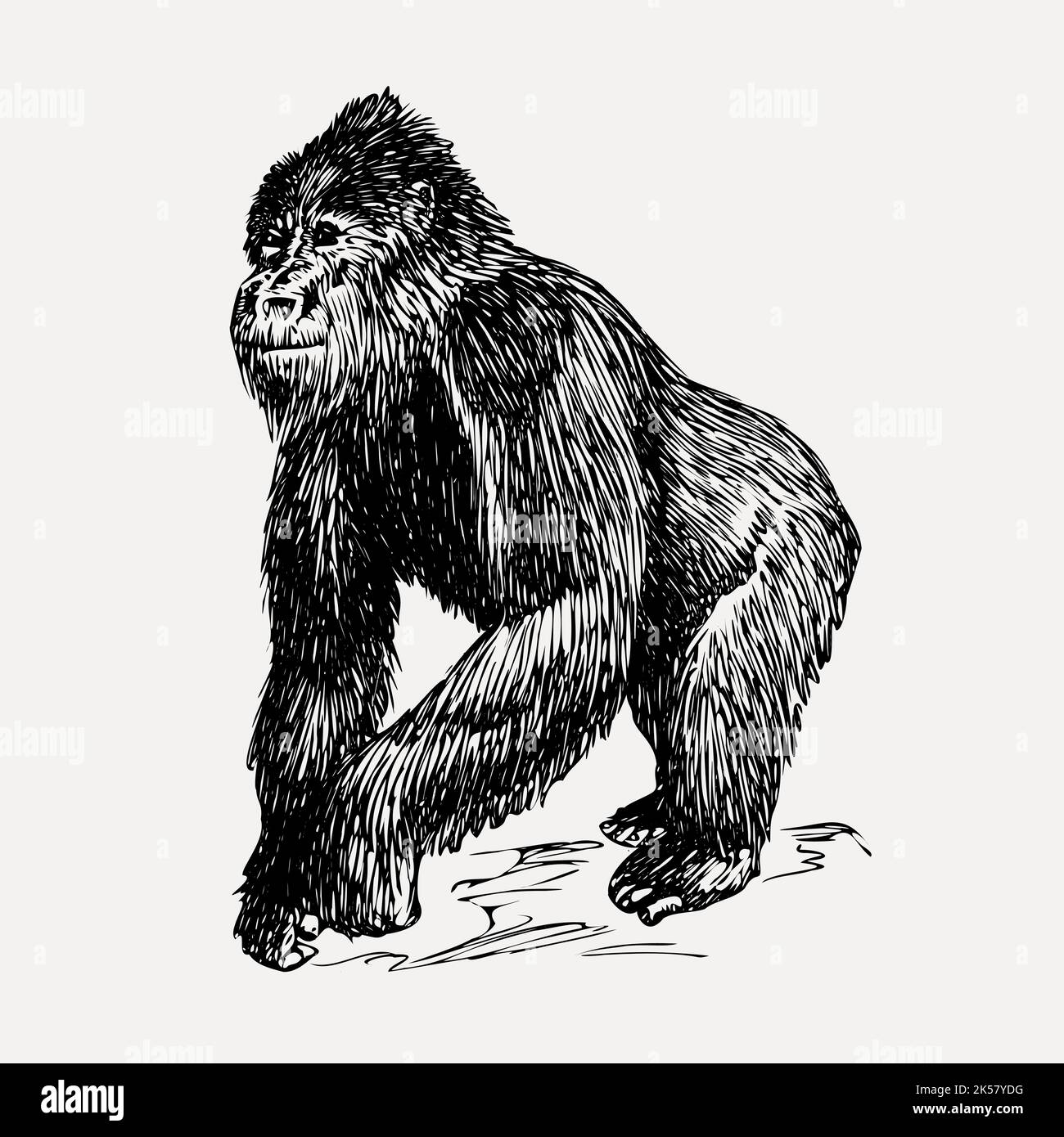 gorilla, gorilla vevtor, illustration de la faune ancienne, vintage de la faune, dessin de gorille, animaux, antiquités, art, art, noir et blanc, bw, Illustration de Vecteur