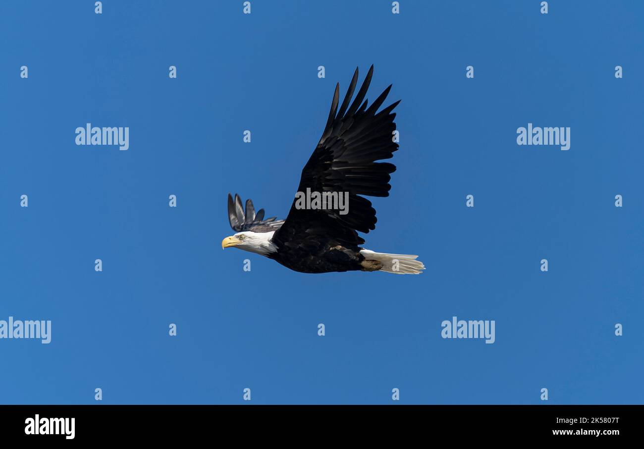 Un aigle à tête blanche (Haliaeetus leucocephalus) survole East point sur l'île Saturna, en Colombie-Britannique, au Canada. Banque D'Images