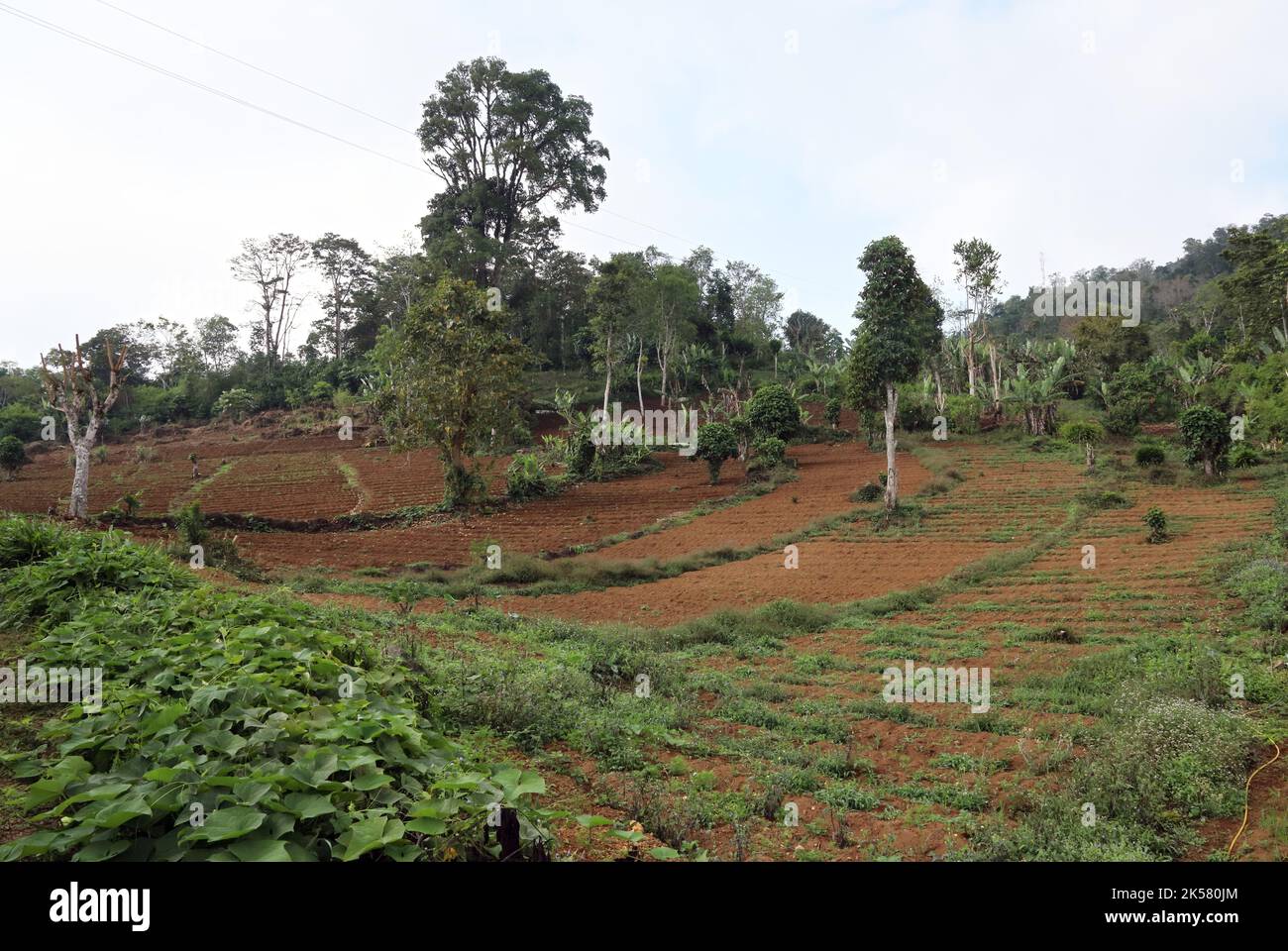 L'agriculture à flanc de coteau a récemment été débarrassée de la forêt tropicale de Macambara, Sao Tomé, Sao Tomé-et-principe, Afrique. Septembre Banque D'Images